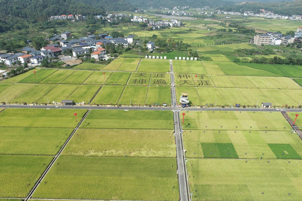 湘東區(qū)天涯種業(yè)科學院制種基地