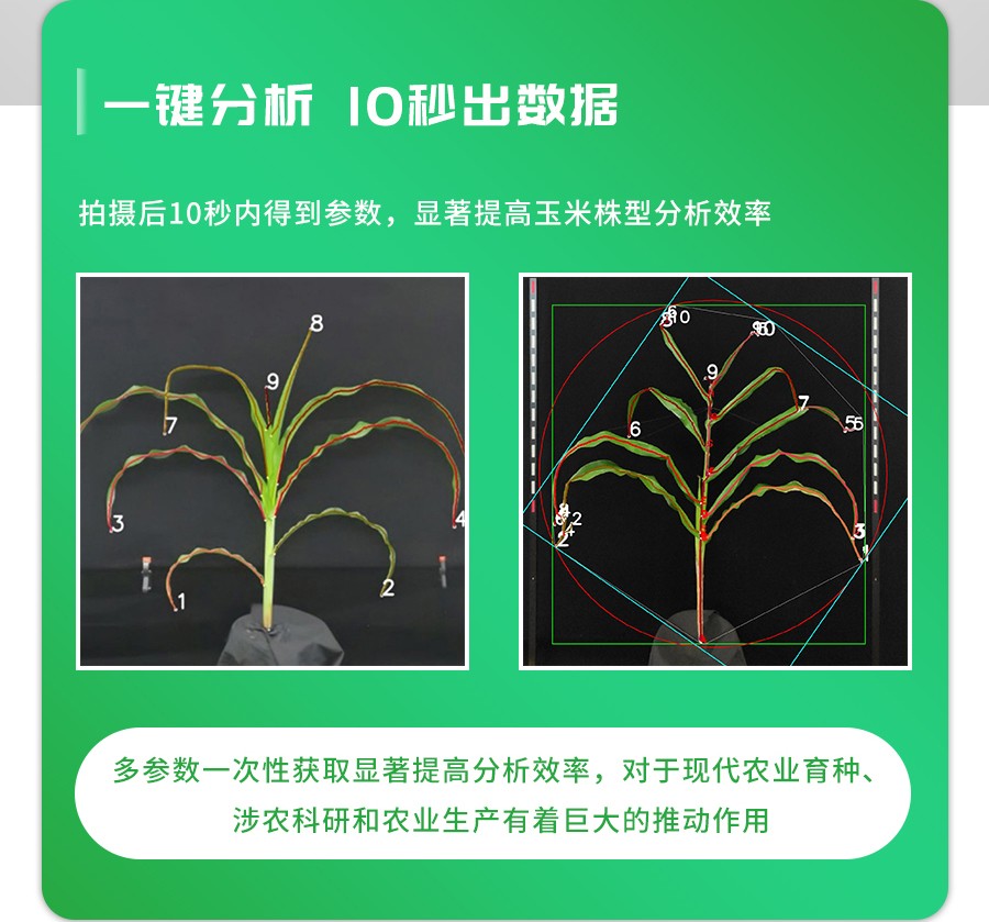 玉米株型分析系統(tǒng)